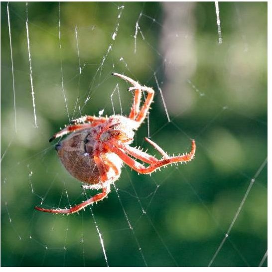 What Makes a Spider's Web Sticky? How Genes Can Help Web Spinning Spiders Catch Their Prey