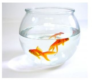 A couple of goldfish can bring life into a cubicle