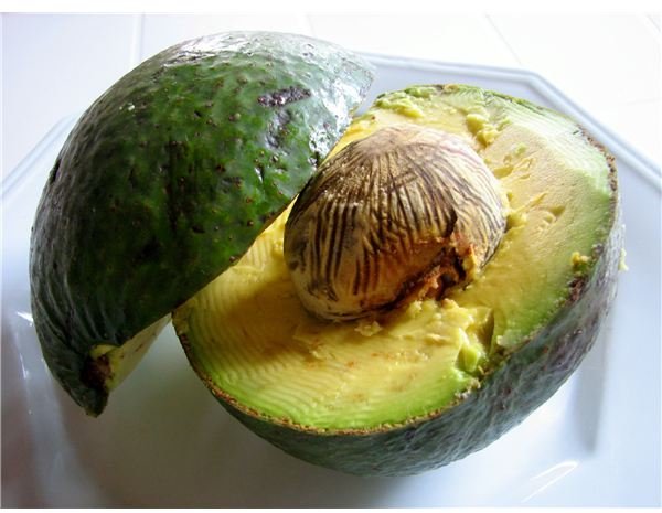 avocado1 xenia