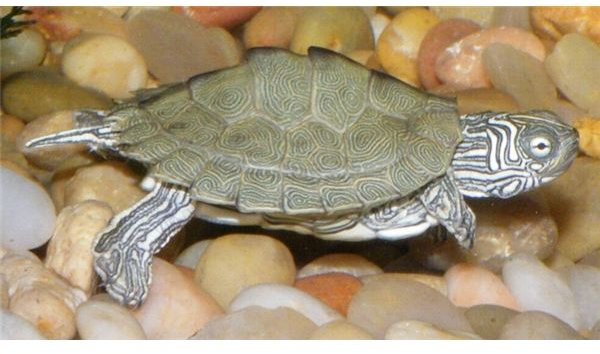 pet turtle