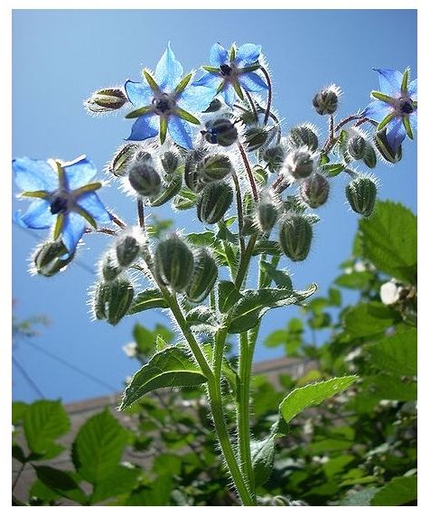 Learn the Health Benefits of Borage Oil