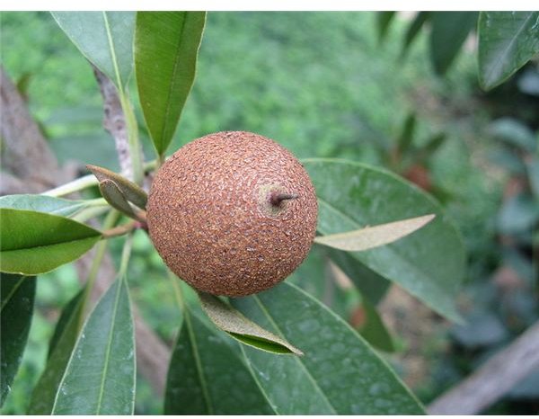 Revival of the Organic Chewing Gum will End the Chewing Gum Litter Problem