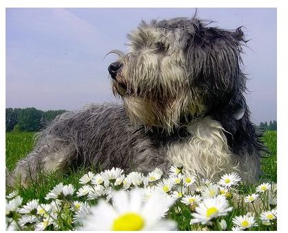 Polish Lowland Sheepdog