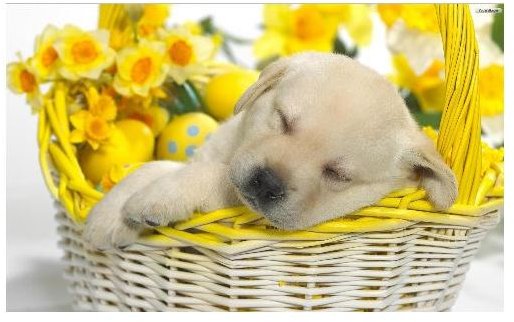Puppy in Easterbasket Wallpaper