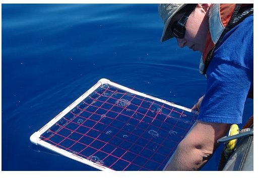 Miriam Goldstein counting plastic bits on a given unit of  ocean surface..