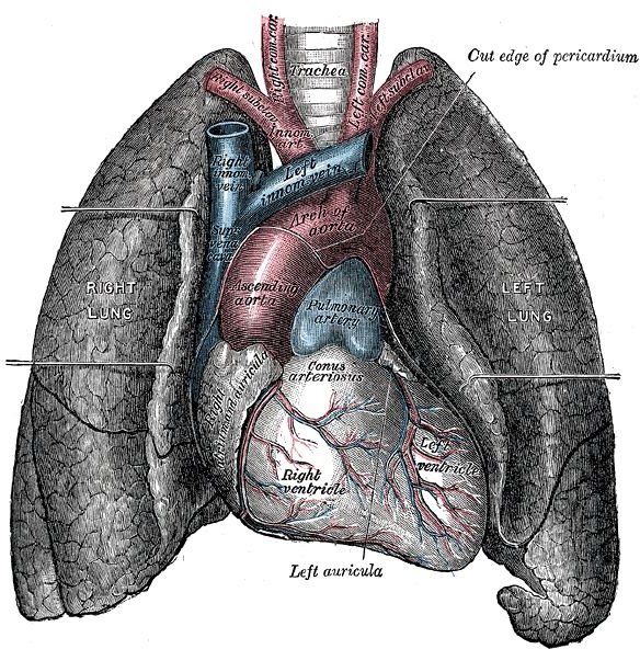 Diet Chart For Heart Patients After Surgery