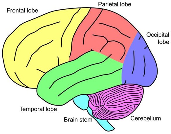 Labeled Lobes of the Brain