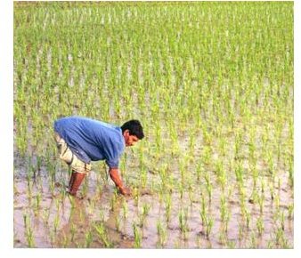 Rice Field