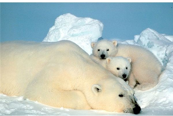 Interesting Facts About the Polar Bear:  10 Facts About Size, Denning, Predatory Habits and More
