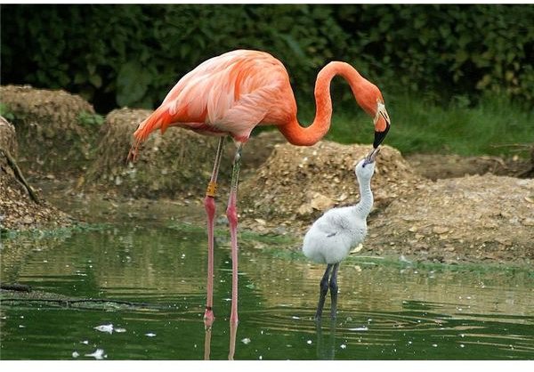 Caribbean flamingo feeding baby
