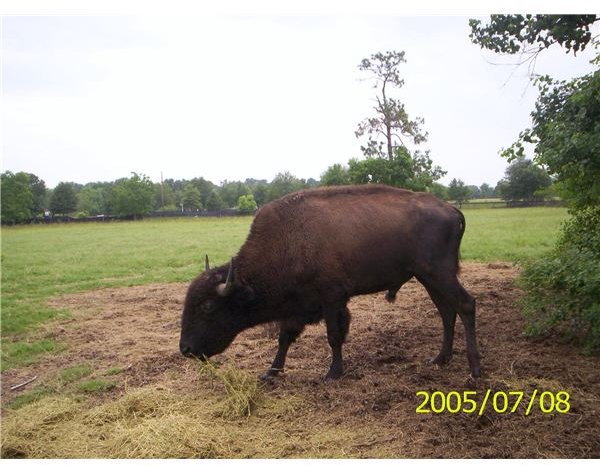 American Bison Informaion-Facts About theAmerican Buffalo