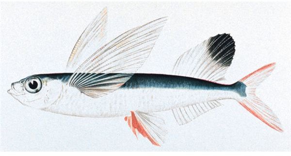 Descriptive and Interesting Facts of Flying Fish
