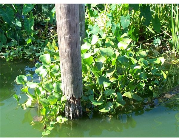 Biomass from Water Hyacinths - Potential Yield of Biogas