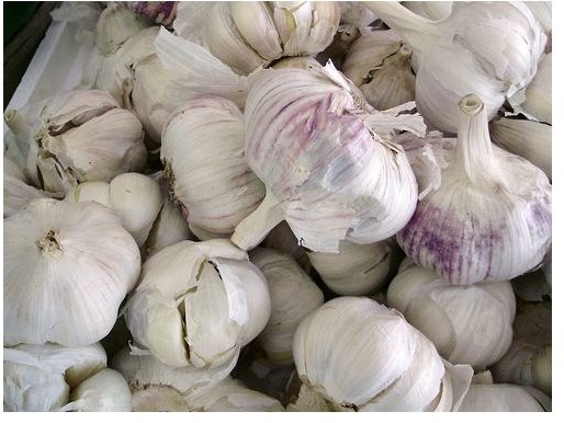 garlic