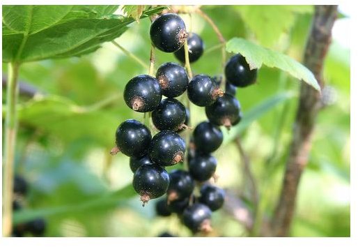 Black Currant Seed Oil Benefits for Your Well-Being