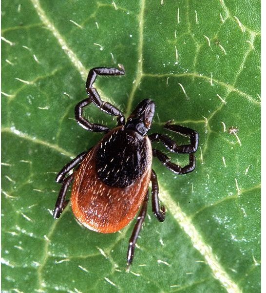 How to Make Home Made Tick Repellent: Recipe & Tips for Tick Prevention