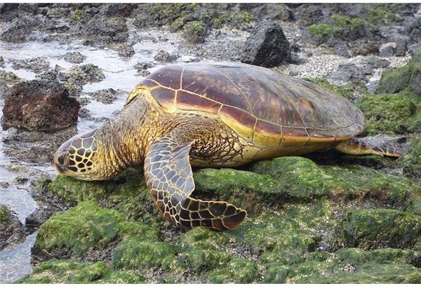 Endangered Sea Turtles: Why  Are They Endangered & How You Can Help Save Them