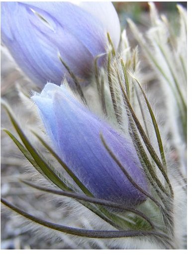 pasque flower