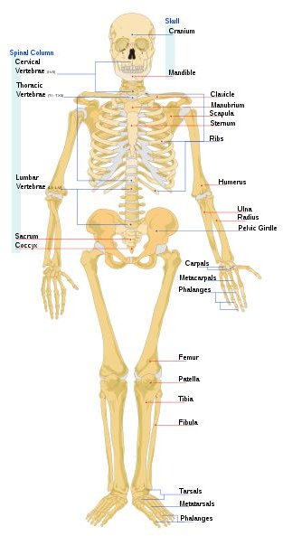 All About the Role of Connective Tissue in the Human Body