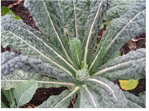 What is the Nutritional Value of Kale? Benefits & Nutrition Facts