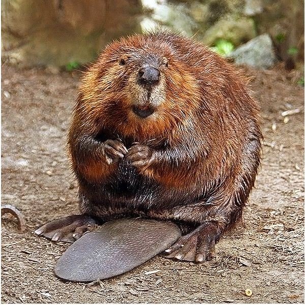 Fun Beaver Facts: Learn About This Intelligent and Skillful Rodent