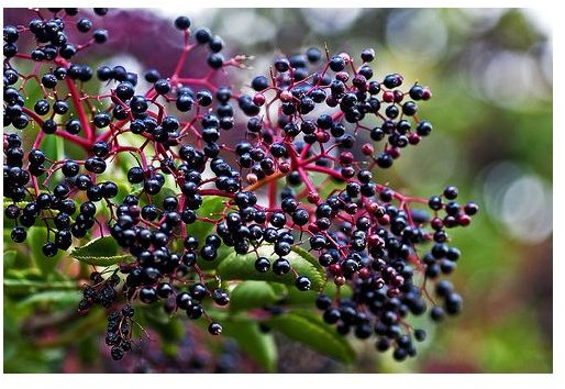 Health Benefits of Elderberry: Learn the Many Health Benefits of Elderberry Juice and Diet