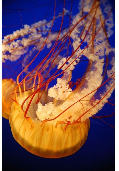 Jellyfish Adaptations and How Jellyfish Survive in the Ocean