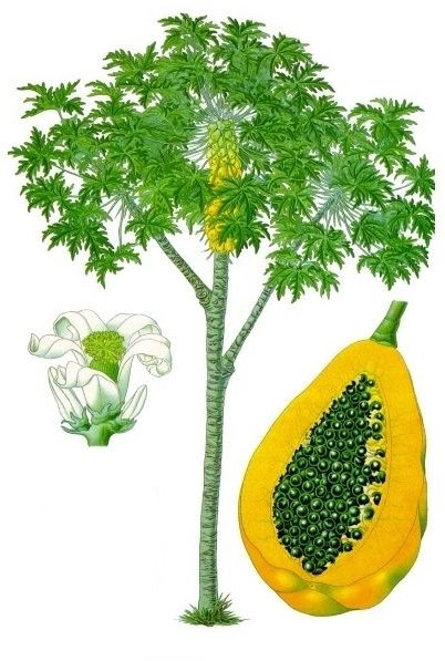 Learn the Health Benefits of Papaya