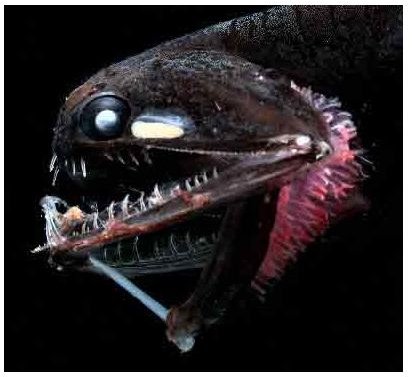 Deep-sea Fish, Photostomias Guernei