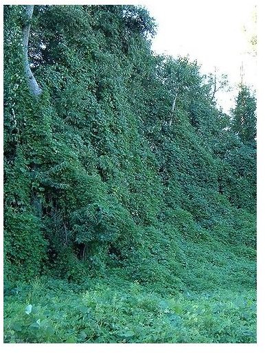 Learn About the Health Benefits of Kudzu: Is it Possible to Treat Alcoholism Naturally?