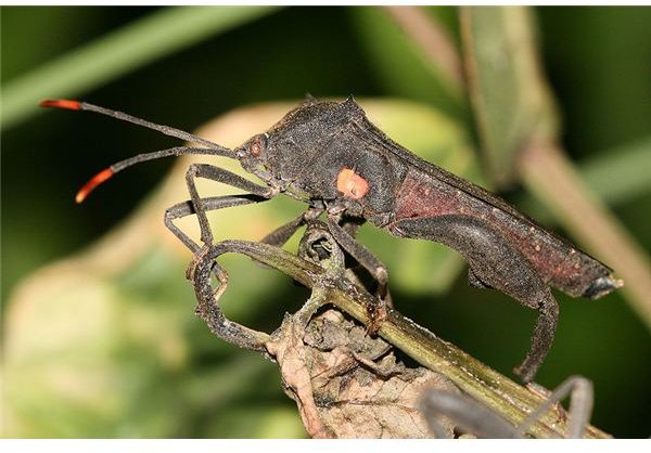 Killing the Squash Bug Environmentally: Get Rid of Pests Organically & Safely