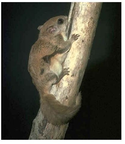 Fun and Interesting Facts about Flying Squirrels