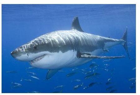 Why are Great White Sharks Endangered & What Can We do to Save White Sharks