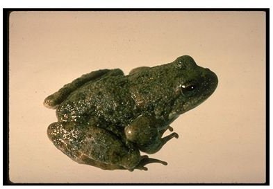 Sierra Mountain Yellow-Legged Frogs and Yosemite Toads: Is there Hope for These Endangered Species?