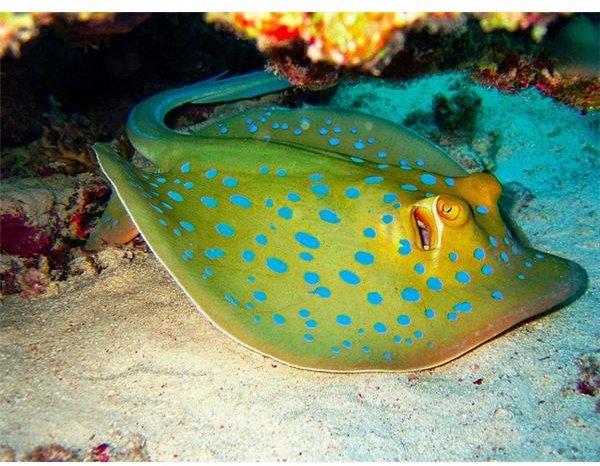 Blue Spotted Ray