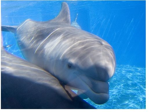 Are Bottlenose Dolphins Endangered Species?