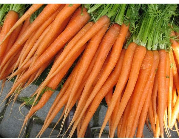 Preschool Lesson Plan on Carrots: Learning with Carrots