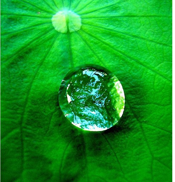 568px-Water drop on a leaf