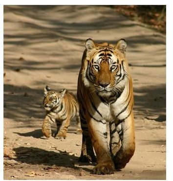 Tiger with Cub