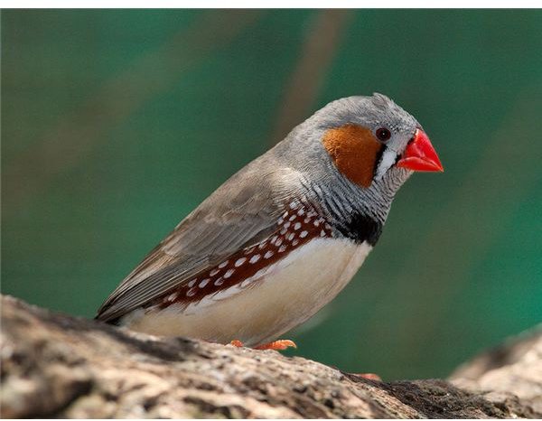 Zebra Finch