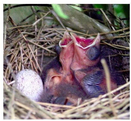 Egg and Nestlings