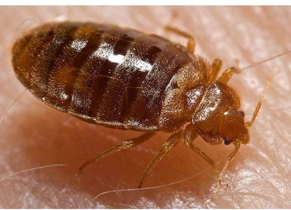 relieve bed bug itch