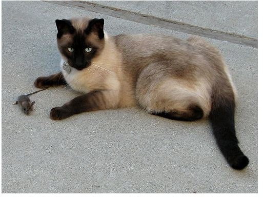 Siamese Cat Coat Color Genetics: Gene Mutation & Albinism—Also Found in