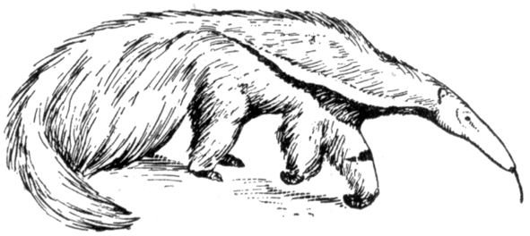 Anteater Facts: Information on Giant Anteaters