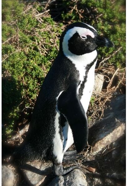 African Penguin