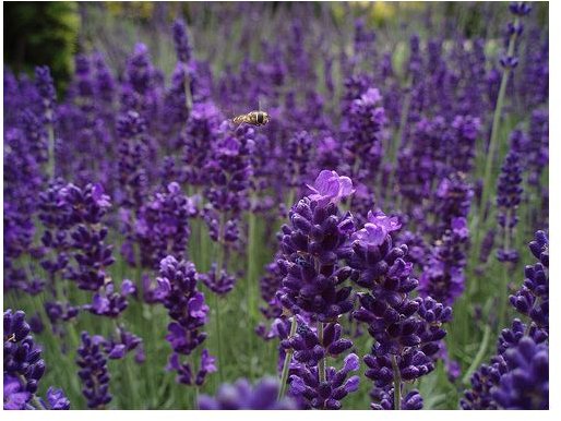 lavender flower