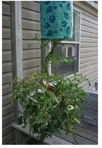 Hanging Tomato Planter