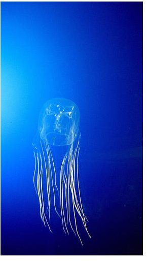 Main Facts About Box Jellyfish and Their Adaptation and Habitat