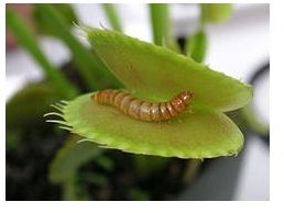 https://commons.wikimedia.org/wiki/File:Meal_worm_in_venus_fly_trap.jpg