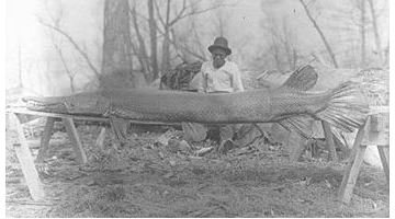 The Alligator Gar Fish: Is the Gator Gar Fish North America's Largest Freshwater Fish?